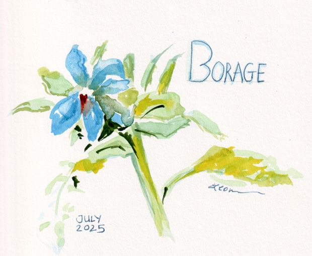 Borage watercolor July 2025 by Leora Wenger