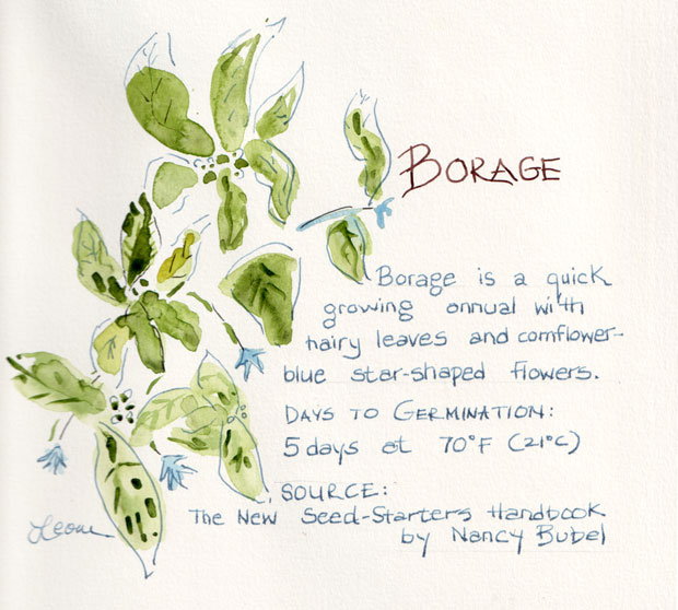 Borage is an annual with blue star-shaped flowers.