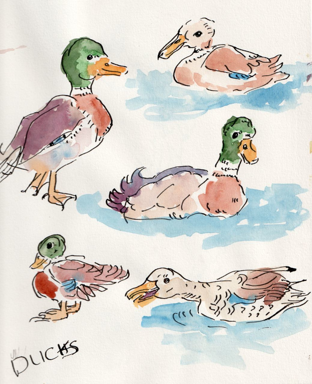 ducks, ink and watercolor