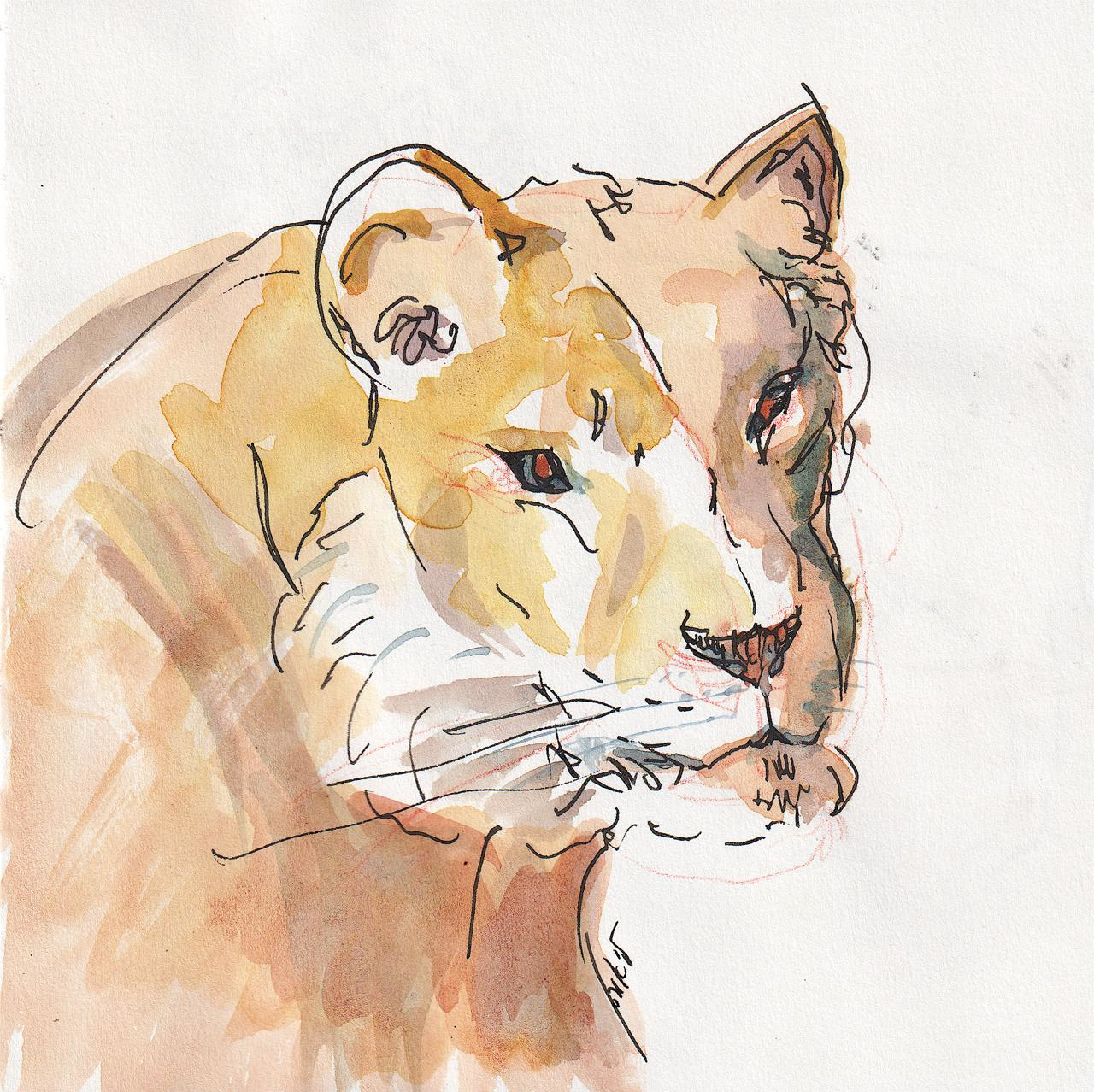 lioness, ink and watercolor