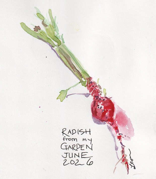 Radish from my garden, watercolor and colored pencil.