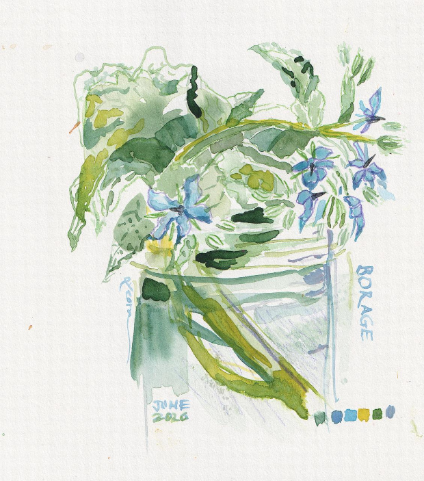 Borage from my garden. Borage has blue, star-like flowers, giant stems, and fuzzy leaves. Watercolor, colored pencils, touch of gouache.