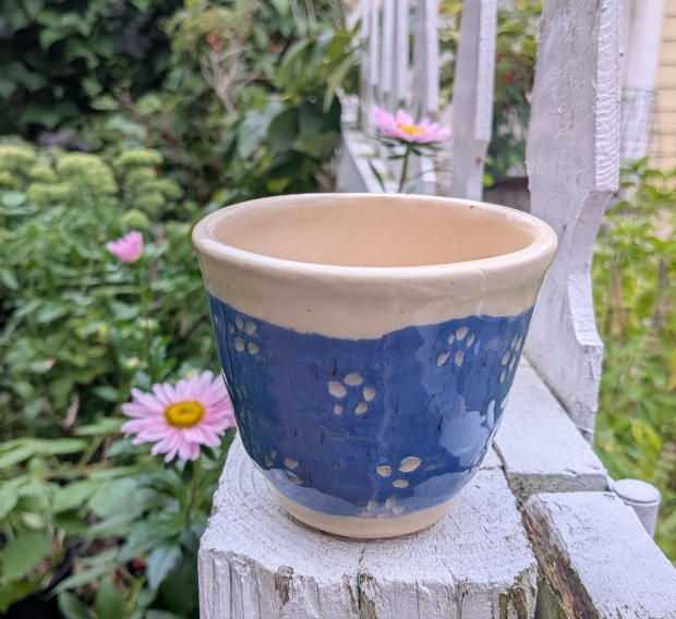 Blue slip flowers cup photographed with pink asters in my garden.