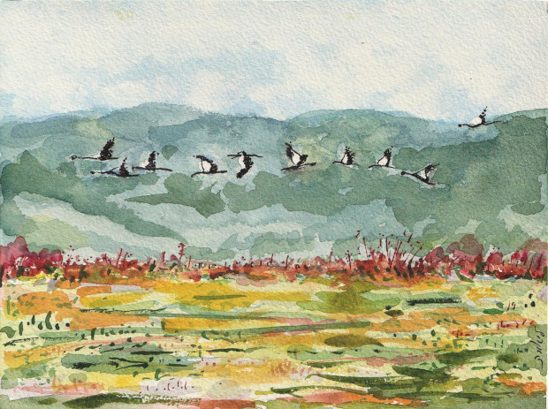 Cranes flying over Hula Nature Reserve, Northern Galil, Israel. Watercolor and ink.