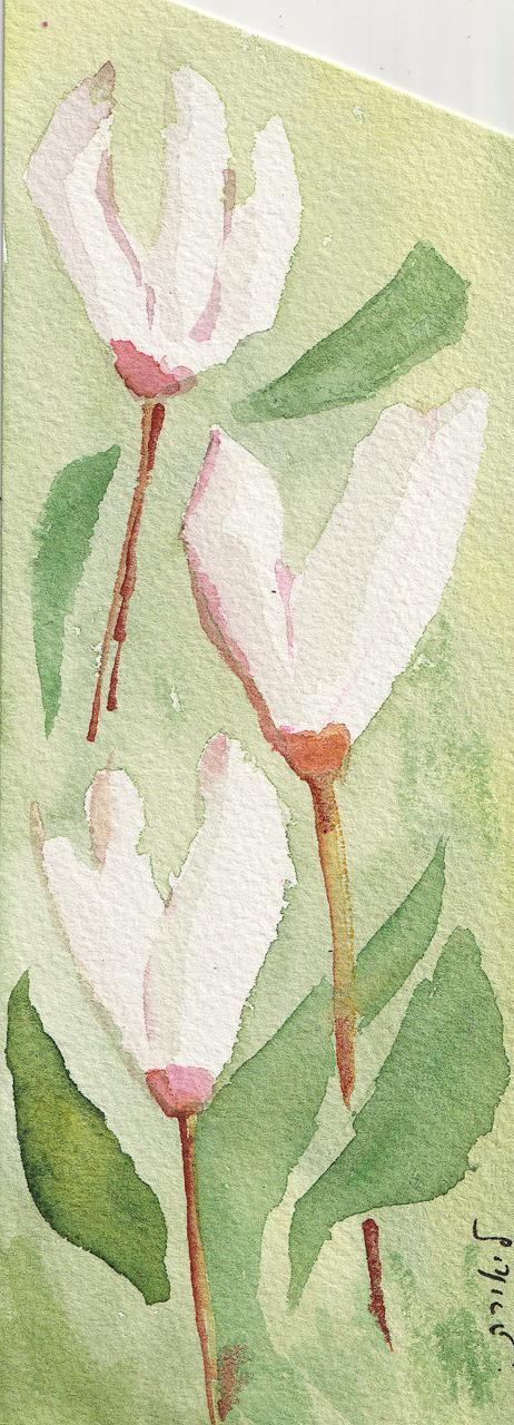 Cyclamen. Rakefet in Hebrew. Watercolor.