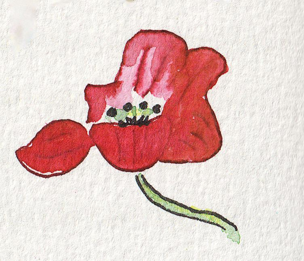 Red poppy. Watercolor and ink.